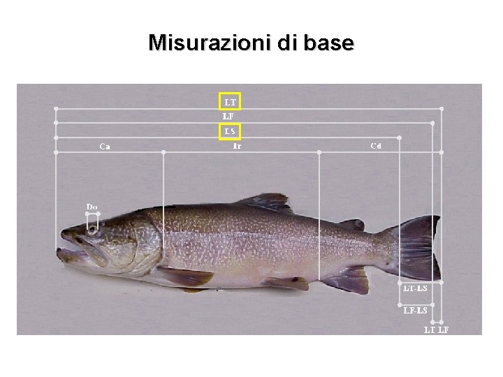 Misurazioni di base 