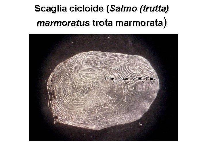 Scaglia cicloide (Salmo (trutta) marmoratus trota marmorata) 