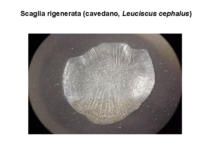 Scaglia rigenerata (cavedano, Leuciscus cephalus) 