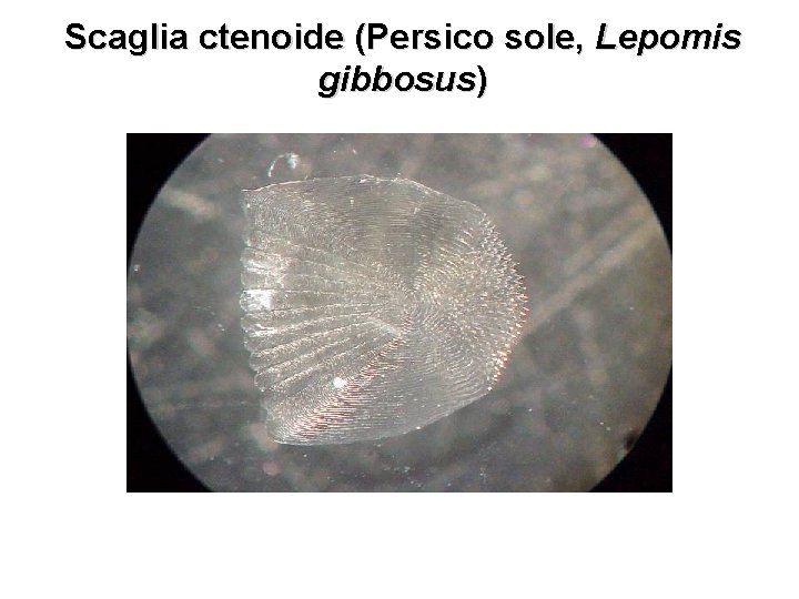 Scaglia ctenoide (Persico sole, Lepomis gibbosus) 