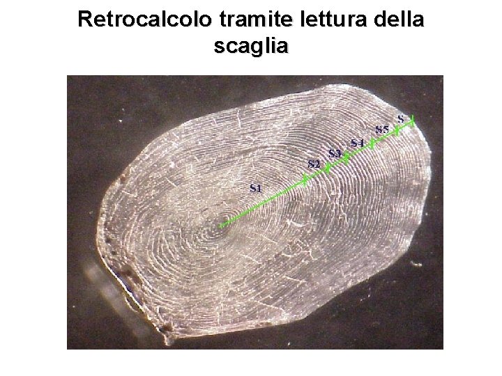 Retrocalcolo tramite lettura della scaglia 