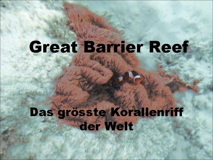 Great Barrier Reef Das grösste Korallenriff der Welt 