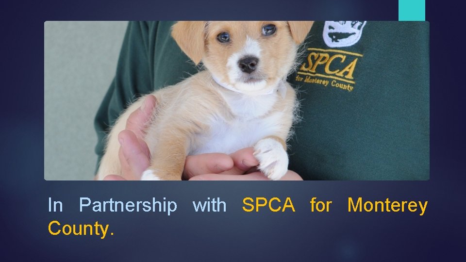 In Partnership with SPCA for Monterey County. 