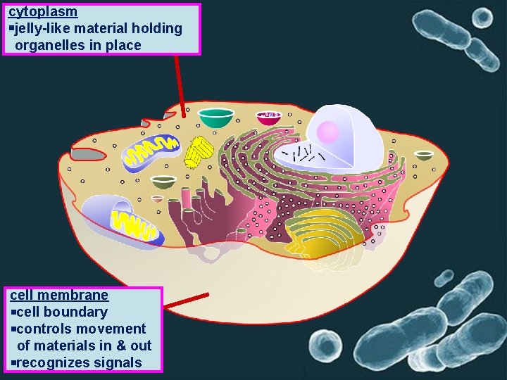 cytoplasm jelly-like material holding organelles in place cell membrane cell boundary controls movement of cytoplasm jelly-like material holding organelles in place cell membrane cell boundary controls movement of