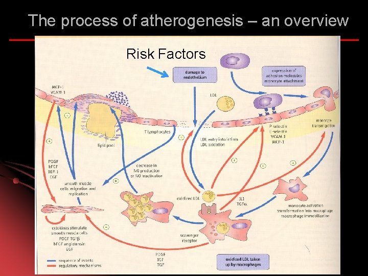 The process of atherogenesis – an overview Risk Factors 