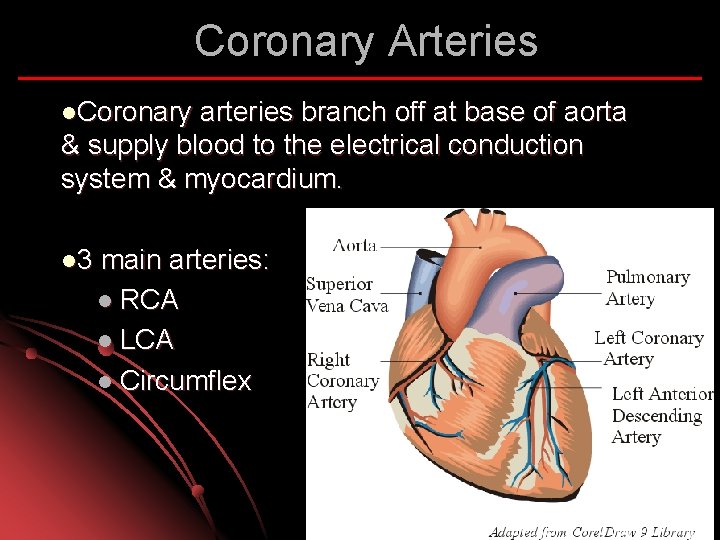 Coronary Arteries l. Coronary arteries branch off at base of aorta & supply blood