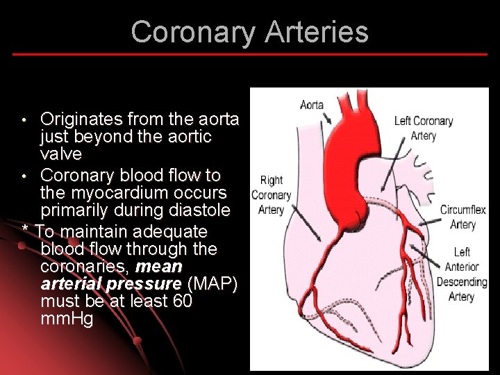 Coronary Arteries Originates from the aorta just beyond the aortic valve • Coronary blood