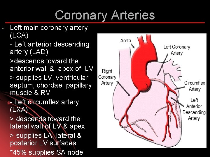 Coronary Arteries • Left main coronary artery (LCA) - Left anterior descending artery (LAD)