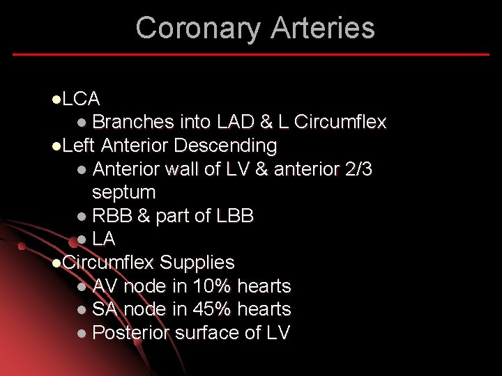 Coronary Arteries l. LCA l Branches into LAD & L Circumflex l. Left Anterior
