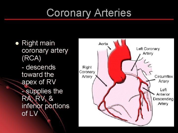 Coronary Arteries l Right main coronary artery (RCA) - descends toward the apex of