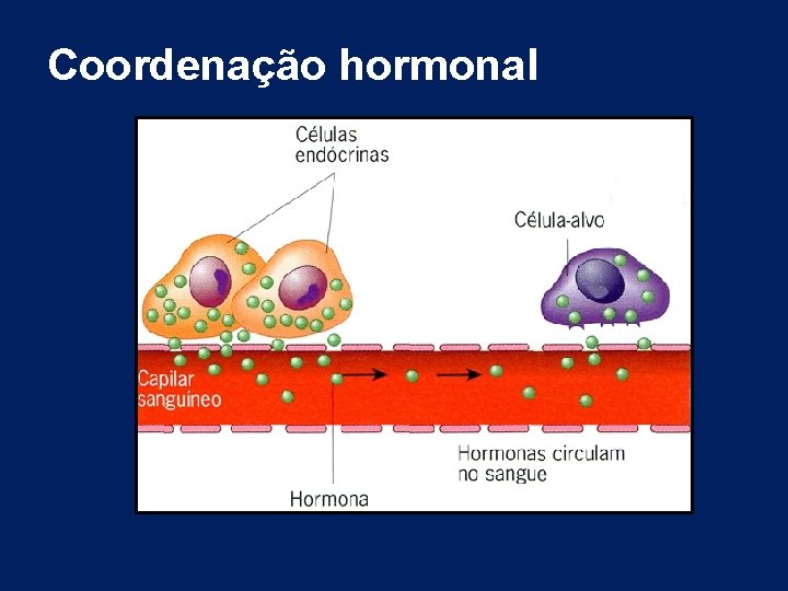 Coordenação hormonal Coordenação hormonal