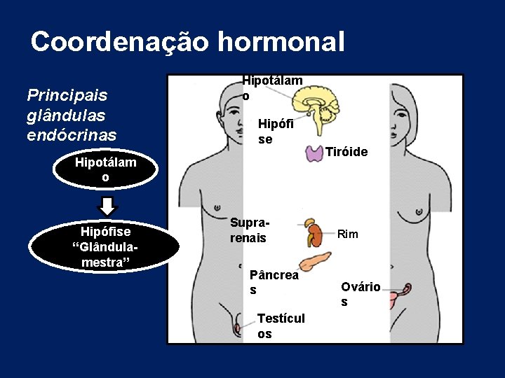 Coordenação hormonal Principais glândulas endócrinas Hipotálam o Hipófi se Hipotálam o Hipófise “Glândulamestra” Suprarenais Coordenação hormonal Principais glândulas endócrinas Hipotálam o Hipófi se Hipotálam o Hipófise “Glândulamestra” Suprarenais