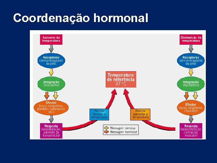 Coordenação hormonal Coordenação hormonal