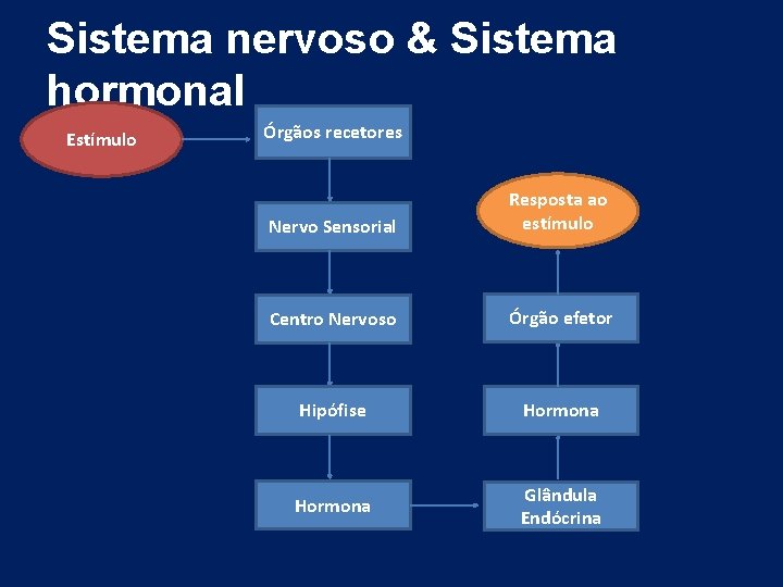 Sistema nervoso & Sistema hormonal Estímulo Órgãos recetores Nervo Sensorial Resposta ao estímulo Centro Sistema nervoso & Sistema hormonal Estímulo Órgãos recetores Nervo Sensorial Resposta ao estímulo Centro