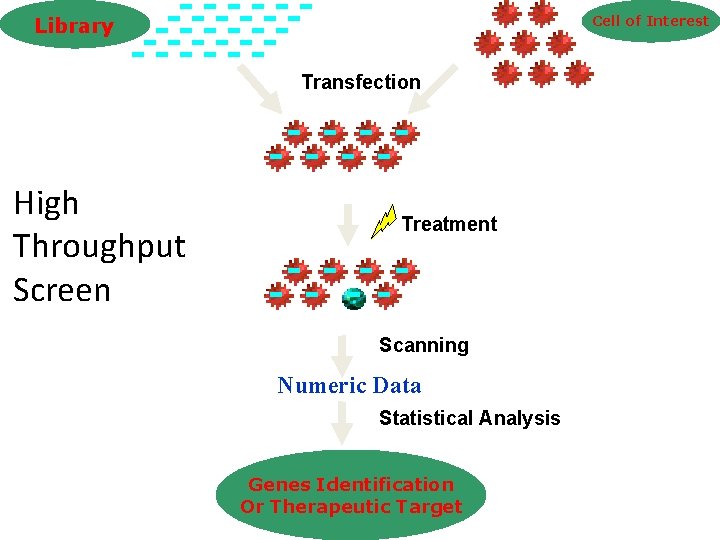 Cell of Interest Library Transfection High Throughput Screen Treatment Scanning Numeric Data Statistical Analysis Cell of Interest Library Transfection High Throughput Screen Treatment Scanning Numeric Data Statistical Analysis