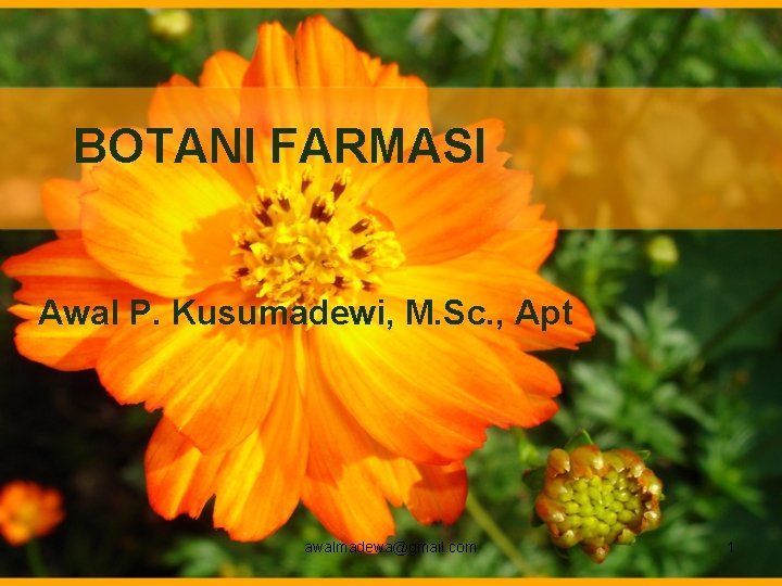 BOTANI FARMASI Awal P. Kusumadewi, M. Sc. , Apt awalmadewa@gmail. com 1 