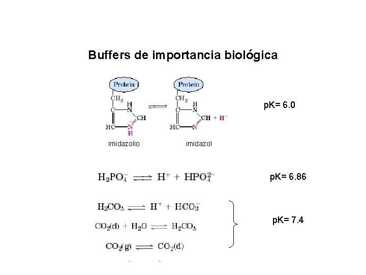 Buffers de importancia biológica p. K= 6. 0 imidazolio imidazol p. K= 6. 86