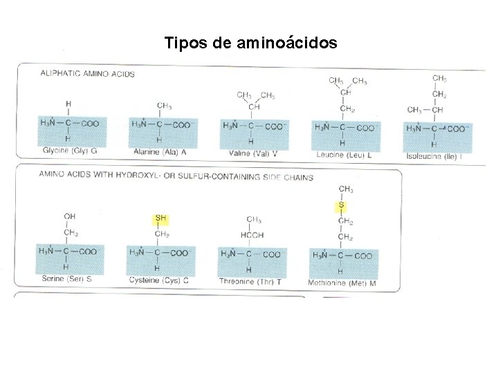 Tipos de aminoácidos 