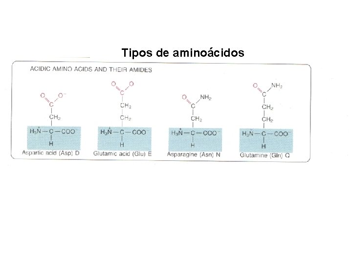 Tipos de aminoácidos 