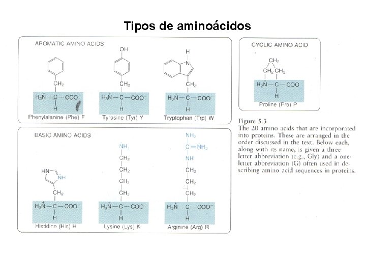 Tipos de aminoácidos 