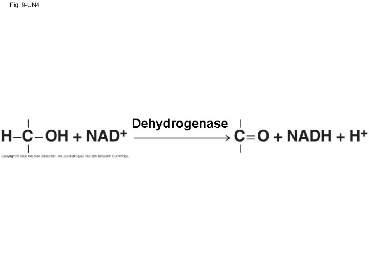 Fig. 9 -UN 4 Dehydrogenase 