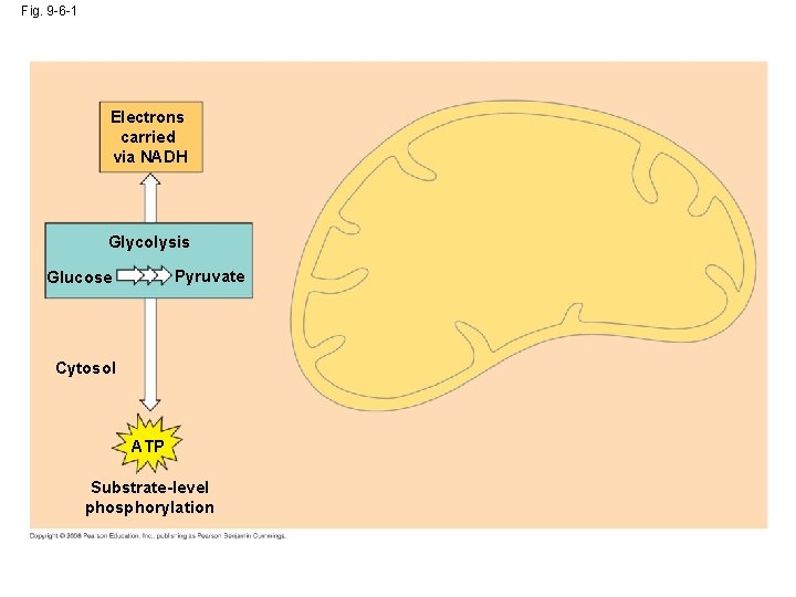 Fig. 9 -6 -1 Electrons carried via NADH Glycolysis Pyruvate Glucose Cytosol ATP Substrate-level