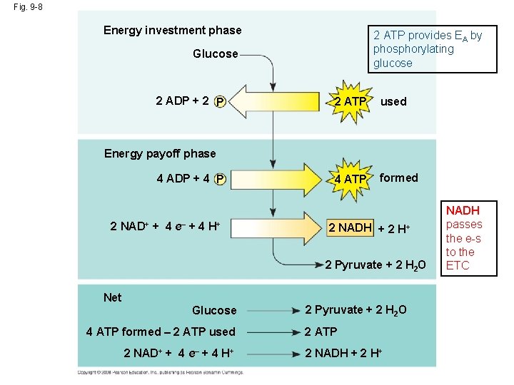 Fig. 9 -8 Energy investment phase 2 ATP provides EA by phosphorylating glucose Glucose