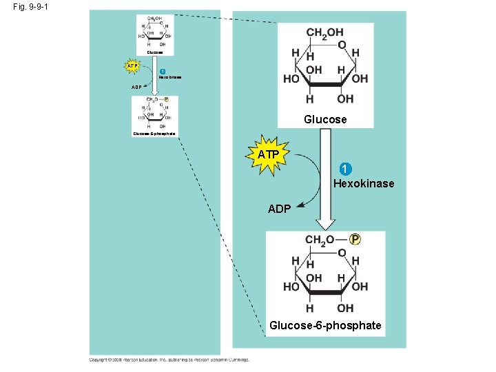 Fig. 9 -9 -1 Glucose ATP 1 Hexokinase ADP Glucose-6 -phosphate 