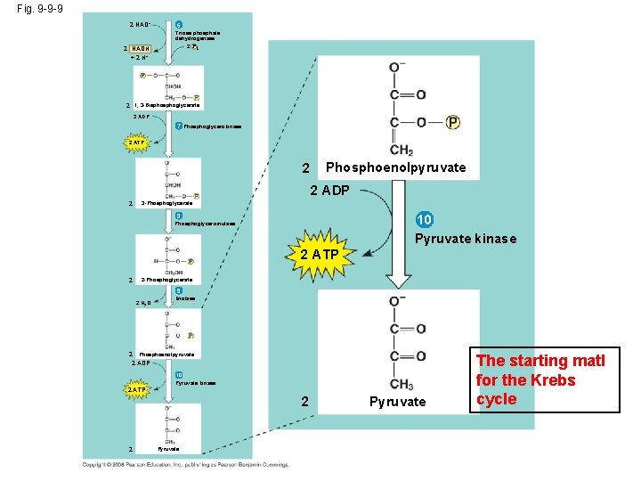 Fig. 9 -9 -9 2 NAD+ 2 NADH + 2 H+ 6 Triose phosphate