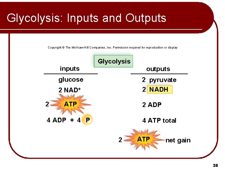 Glycolysis: Inputs and Outputs Copyright © The Mc. Graw-Hill Companies, Inc. Permission required for