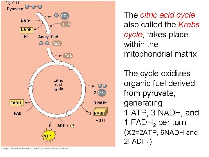 Fig. 9 -11 Pyruvate The citric acid cycle, also called the Krebs cycle, takes