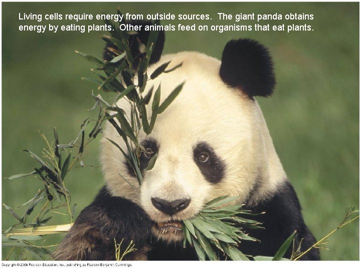 Living cells require energy from outside sources. The giant panda obtains energy by eating