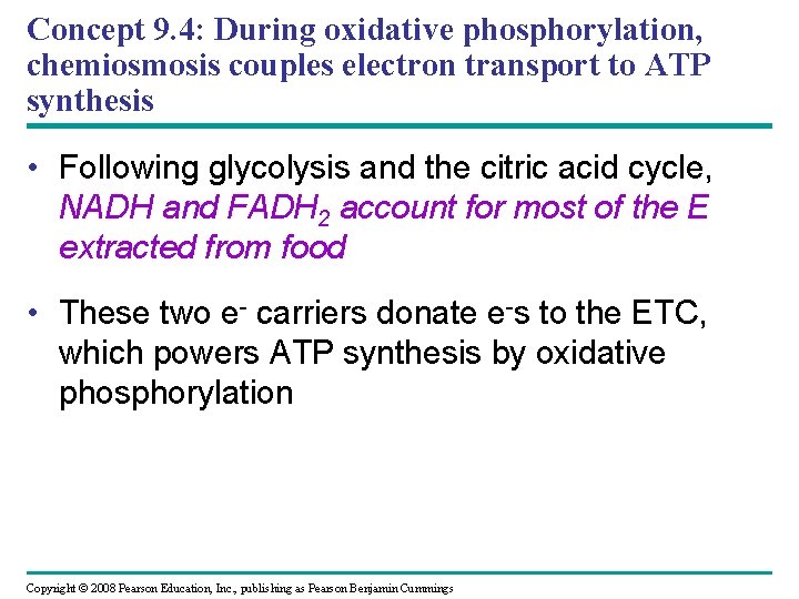 Concept 9. 4: During oxidative phosphorylation, chemiosmosis couples electron transport to ATP synthesis •