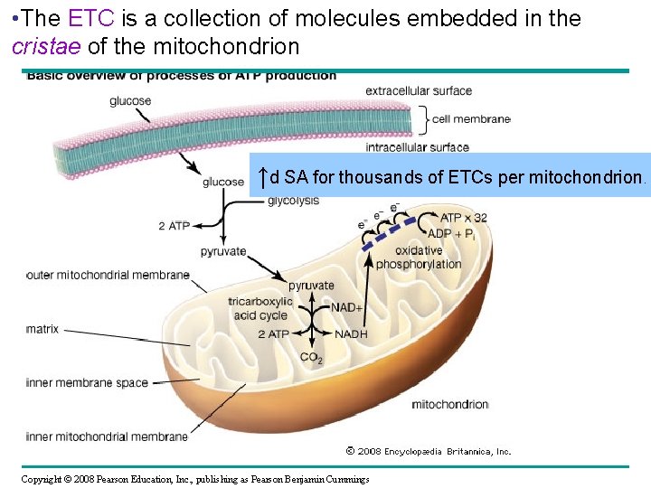  • The ETC is a collection of molecules embedded in the cristae of