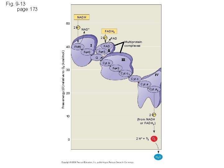 Fig. 9 -13 page 173 NADH 50 2 e– NAD+ FADH 2 2 e–