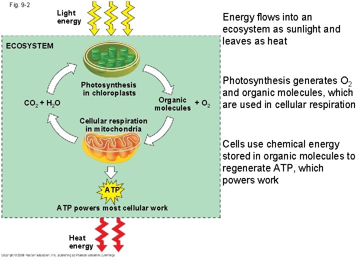 Fig. 9 -2 Light energy Energy flows into an ecosystem as sunlight and leaves