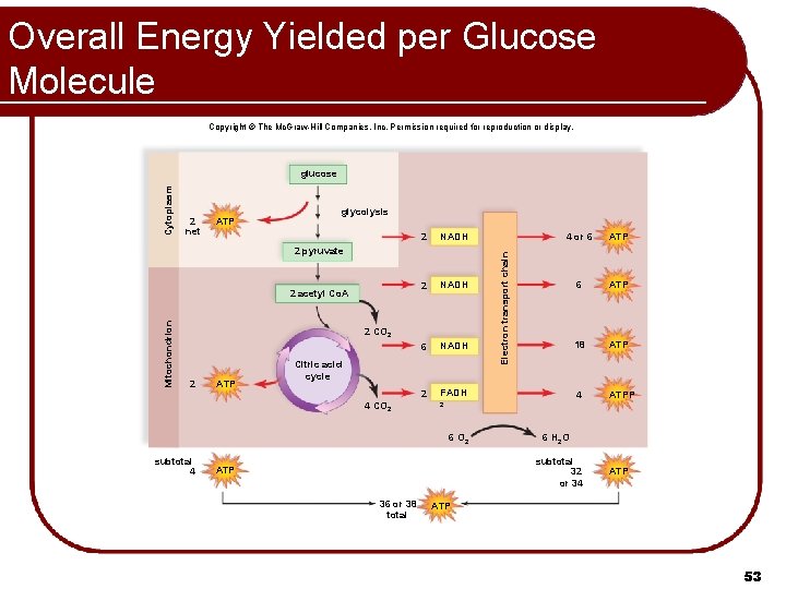 Overall Energy Yielded per Glucose Molecule Copyright © The Mc. Graw-Hill Companies, Inc. Permission