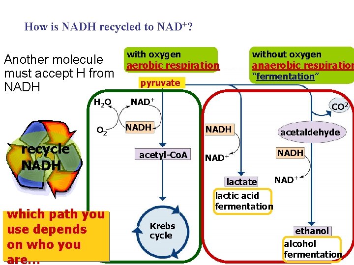 How is NADH recycled to NAD+? Another molecule must accept H from NADH H