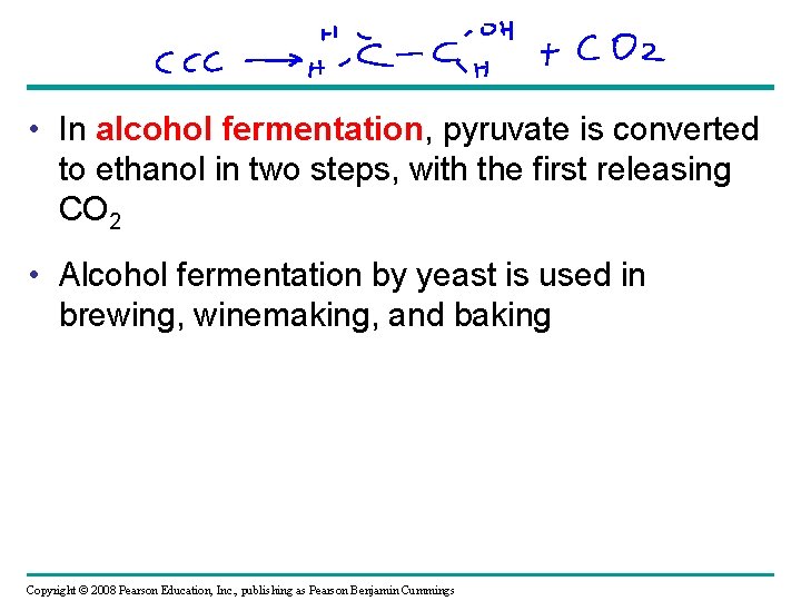  • In alcohol fermentation, pyruvate is converted to ethanol in two steps, with