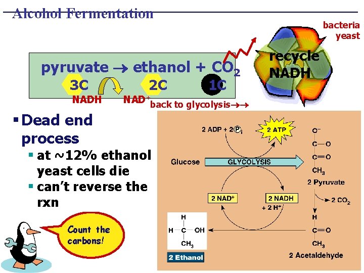 Alcohol Fermentation bacteria yeast pyruvate ethanol + CO 2 3 C NADH § Dead