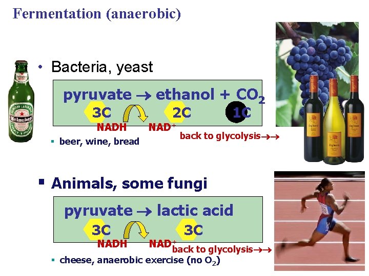 Fermentation (anaerobic) • Bacteria, yeast pyruvate ethanol + CO 2 3 C NADH §