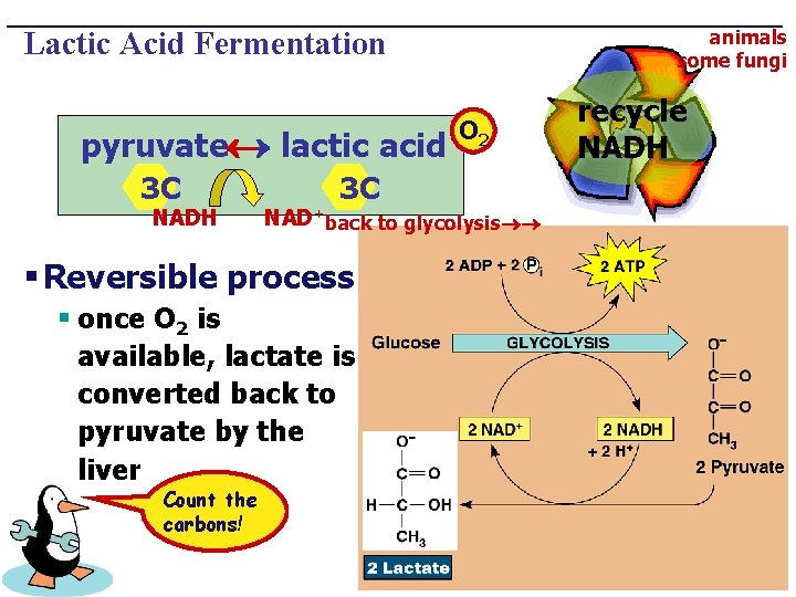 animals some fungi Lactic Acid Fermentation pyruvate lactic acid 3 C NADH 3 C