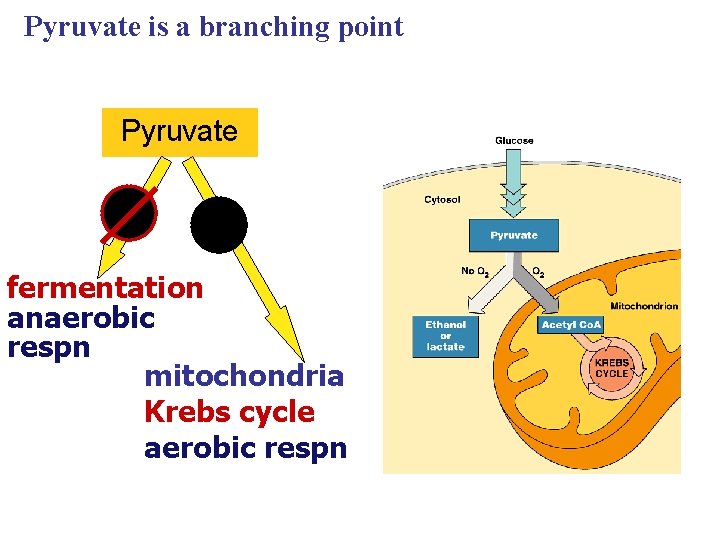 Pyruvate is a branching point Pyruvate O 2 fermentation anaerobic respn mitochondria Krebs cycle