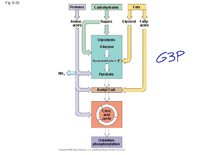 Fig. 9 -20 Proteins Amino acids Carbohydrates Sugars Glycolysis Glucose Glyceraldehyde-3 - P NH