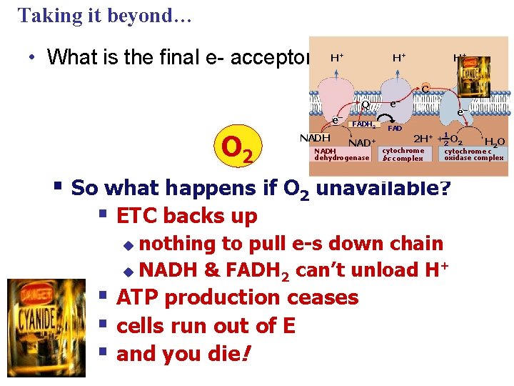 Taking it beyond… • What is the final e- acceptor in. H ETC? H