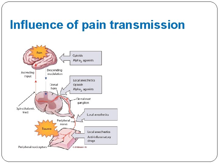 Influence of pain transmission 