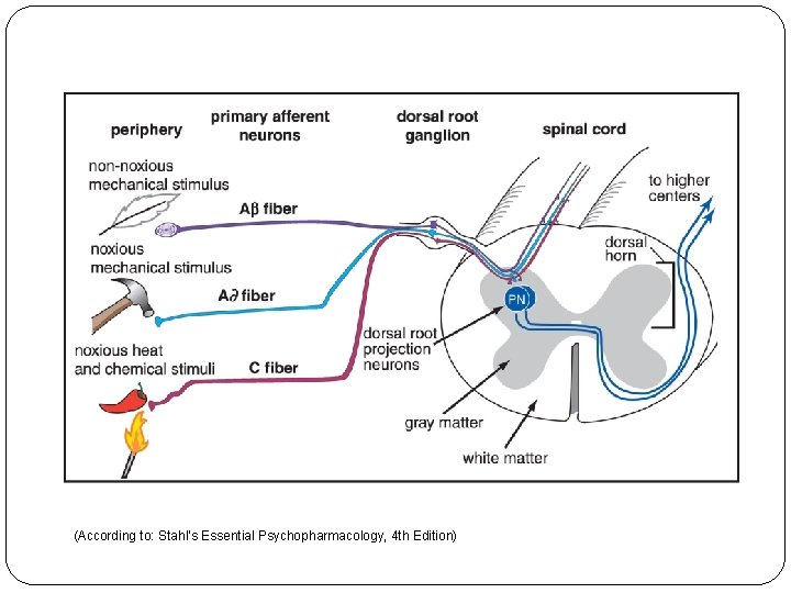 (According to: Stahl's Essential Psychopharmacology, 4 th Edition) 