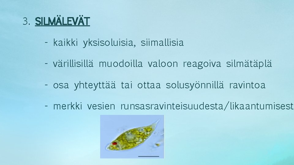 3. SILMÄLEVÄT - kaikki yksisoluisia, siimallisia - värillisillä muodoilla valoon reagoiva silmätäplä - osa