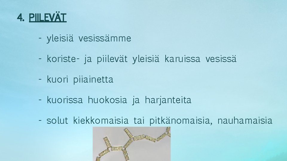 4. PIILEVÄT - yleisiä vesissämme - koriste- ja piilevät yleisiä karuissa vesissä - kuori