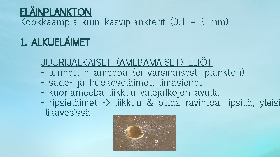 ELÄINPLANKTON Kookkaampia kuin kasviplankterit (0, 1 – 3 mm) 1. ALKUELÄIMET JUURIJALKAISET (AMEBAMAISET) ELIÖT
